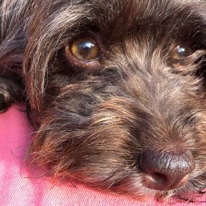 Meet your Posher, Carol